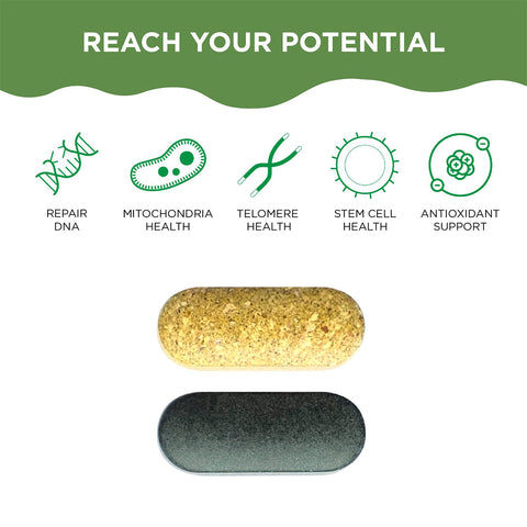 Two capsules—one golden, one dark green—are displayed under Reach Your Potential. Icons illustrate benefits like DNA repair, mitochondrial health, telomere care, stem cell wellness, and antioxidant support—all features of HealthyCell AM PM Healthspan Vitamins for optimal cell health.
